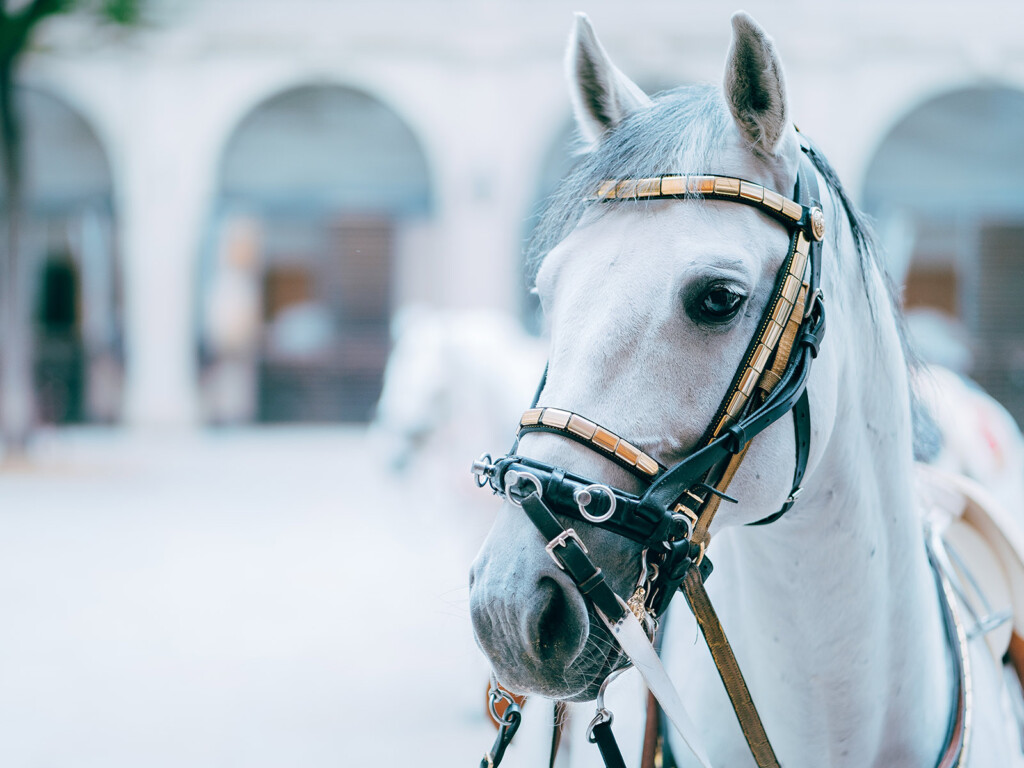 Lipizzaner, Spanische Hofreitschule Wien