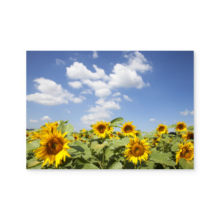 Poster Acrylglas, A2, 5 mm, mit Weißdruck - Sonnenblumen