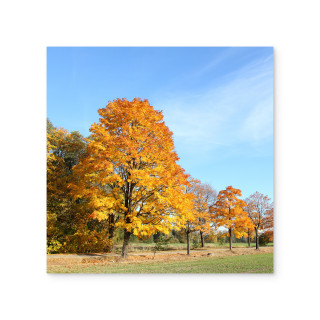 Poster Acrylglas, 40 x 40 cm (quadratisch), 5 mm, mit Weißdruck - Herbst